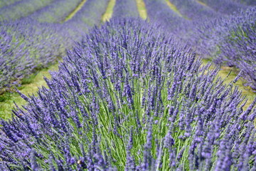 Naklejka na ściany i meble Row of full blooming lavender