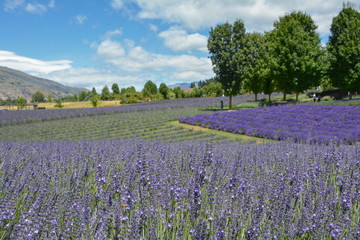 Fototapeta na wymiar Fully blooming purple lavender fields