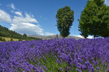 Fototapeta na wymiar Landscape view over blooming lavender