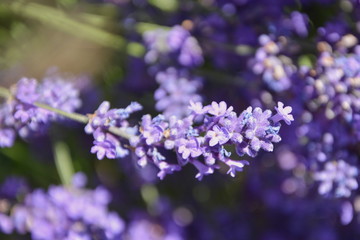 Detail of purple lavender flowers