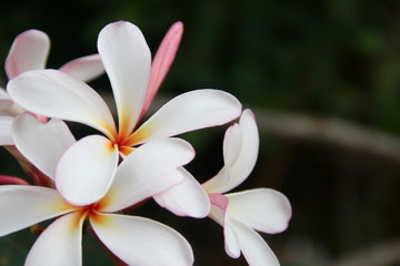 White flowers of Frangipani or Plumeria and dark blur background. In Thailand, the flower's name is Leelawade or Lunthom.