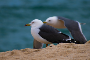 Fototapeta premium Closeup shot of a herring gull set against blurred background of another gull in flight. 