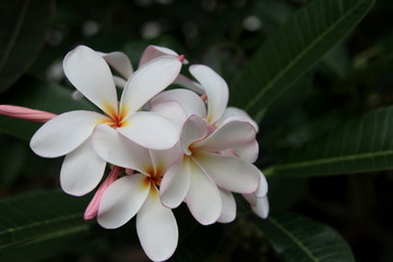 Fototapeta na wymiar White flowers of Frangipani or Plumeria and dark blur background. In Thailand, the flower's name is Leelawade or Lunthom.