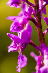 Fototapeta na wymiar wild orchids in Germany in spring in a forest