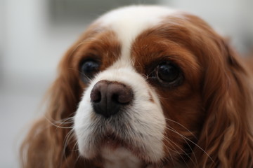 cavalier king charles spaniel © Adrien