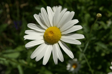 Fototapeta premium Common Daisy (Asteraceae family)