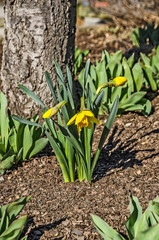 First Daffodils of Spring