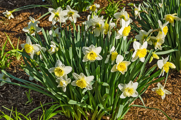 Yellow Daffodils in Sunlight 