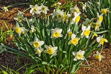 Fototapeta premium Yellow Daffodils in Sunlight 