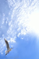 カモメ　青空
