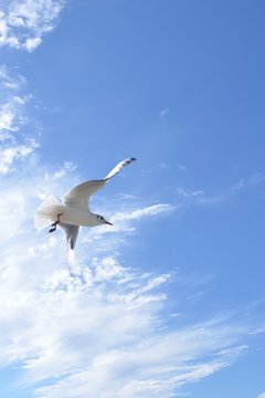 カモメ　青空
