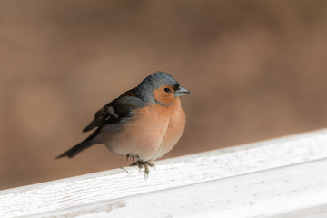portrait of a chaffinch