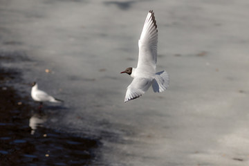 seagull in flight over the melting ice
