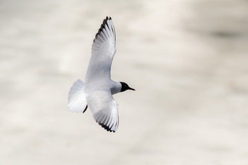 seagull in flight