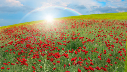 Beautiful field of red poppies with rainbow