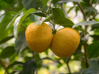 oranges on a branch in a garden