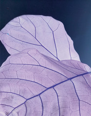 Retro, zesty high-quality leaf. 
Purple and blue tones. 
Background or feature image. 
