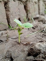 Growing plant