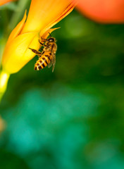 Flying honey bee collecting pollen at yellow flower. Bee over the yellow  flower in blur background