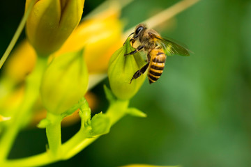 Bee collecting pollen at yellow flower. Bee over the yellow flower in blur background