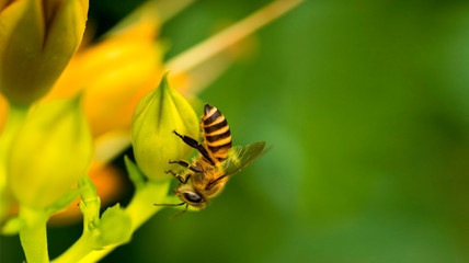 Bee collecting pollen at yellow flower. Bee flying over the yellow flower in blur background