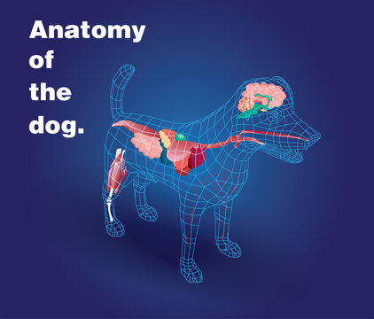 Illustration 3d of the anatomy  medical pet of a dog background 
