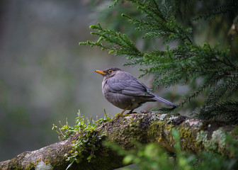 Indian Black bird sitting in a branch of tree. The Indian blackbird is a member of the thrush family Turdidae. It was formerly considered a subspecies of the common blackbird.