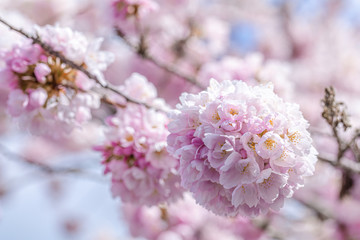 Beautiful cherry blossom sakura in spring time over blue sky.