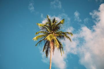 Fototapeta premium Palm Trees 2