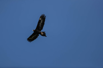 Fototapeta premium wedge tail eagle