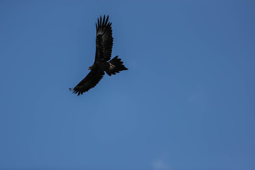 wedge tail eagle