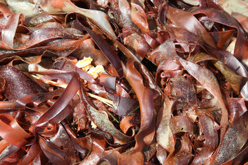 seaside kelp