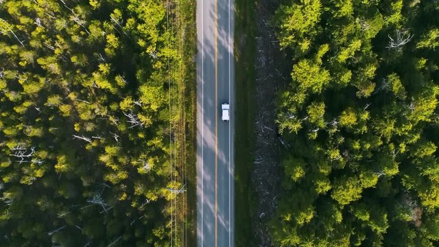 High aerial over head view of vehicle traveling through dense, temperate rain forest, with sun setting Summer day. West Coast coastline. West Coast, Tofino, Vancouver, Canada.