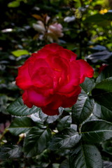 Blooming red rose on a background of green leaves