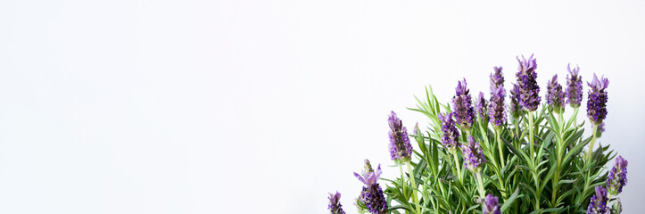 Banner with lavender,violet flowers, herbals,Copy space text gardening,plants.