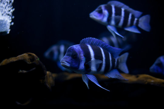 The frontosa Cichlid, fish in tank, the cichlid family to Lake Tanganyika in East Africa, kitumba, moba, Zaire.	
