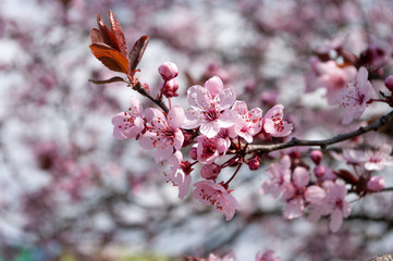 Pink background, with blooming cherry flowers, natural, botanical. Petals close up