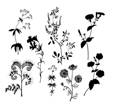 Silhouettes of wild flowers. Vector graphics.