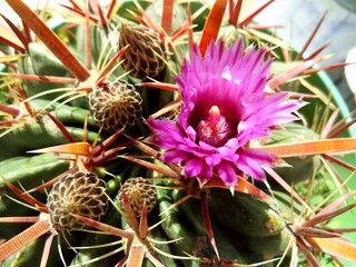 ferocactus latispinus
