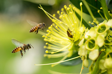 Bee collecting pollen at yellow flower. Bee flying over the yellow flower in blur background