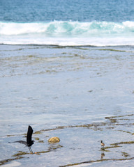 Flying birds fly on the beach and occasionally come down to catch fish to eat this photo was taken Thursday 27 February 2020 around 2 pm
on the tip of Sukabumi Gent beach