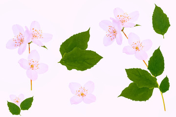branch of jasmine flowers isolated on white background.