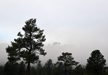Early morning with fog in the Gila wilderness