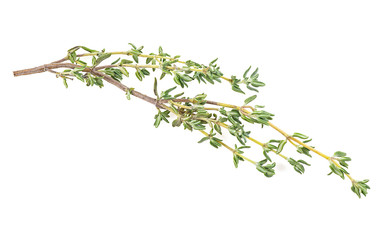 Fresh thyme spice isolated on a white background