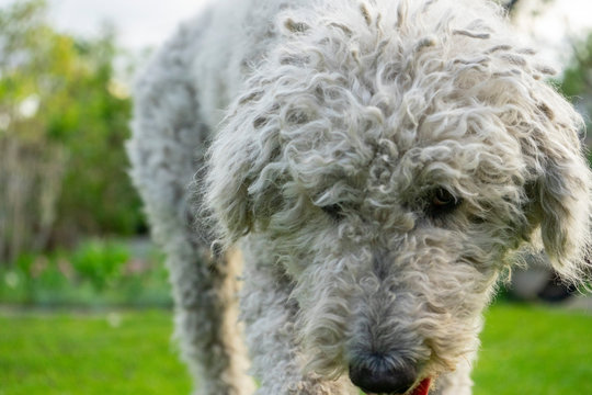 komondor in garden