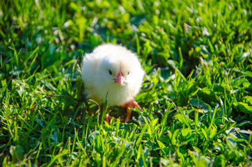 little chick in green grass, little yellow chick