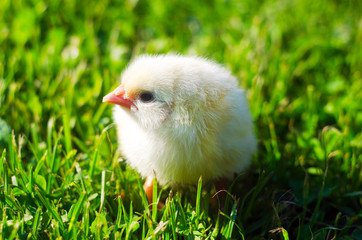 little chick in green grass, little yellow chick