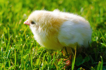 little chick in green grass, little yellow chick