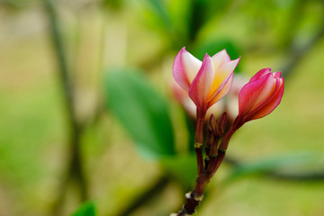 Fototapeta premium Plumeria flowers blooming in the garden are very beautiful.
