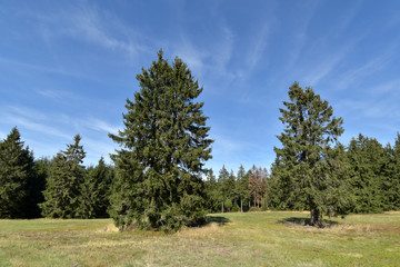 Obraz premium Waldwiese auf dem Usarkopf